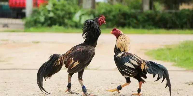 Đá Gà K99 – Sảnh Cược Thông Tin, Luật Chơi Và Kinh Nghiệm Bí kíp tham gia sảnh đá gà K99 dễ thắng nhất