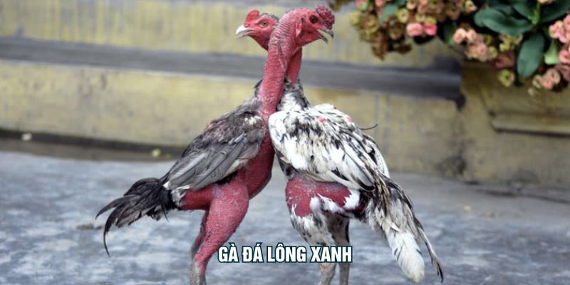 Gà Đá Lông Xanh - Bí Quyết Chọn Gà Và Rèn Luyện Hiệu Quả Gà đá lông xanh