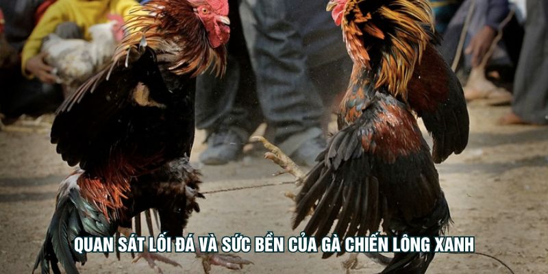 Gà Đá Lông Xanh - Bí Quyết Chọn Gà Và Rèn Luyện Hiệu Quả Quan sát lối đá và sức bền của gà chiến lông xanh