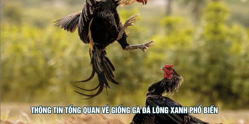 Gà Đá Lông Xanh - Bí Quyết Chọn Gà Và Rèn Luyện Hiệu Quả Thông tin tổng quan về giống gà đá lông xanh phổ biến
